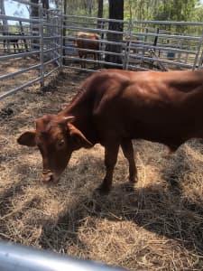 Droughty bull calf