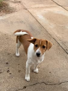Jack Russel pup for sale