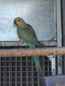 Chf (buttercup) indian ringnecks