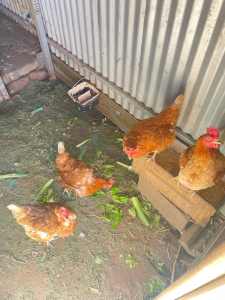 X4 CHICKENS FOR SALE LAYING EGGS DAILY