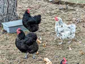 Chicken Flock 3yrs old For Sale 