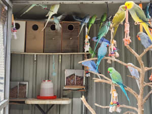 Ringneck parrots