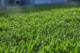 Kikuyu Lawn Turf - 100 % Weed free Guaranteed