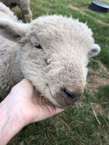 Sheep - Babydoll wethers