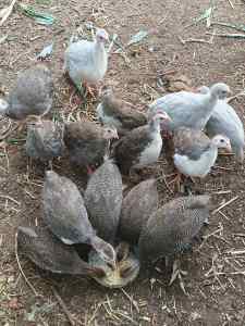 Guinea fowl keets