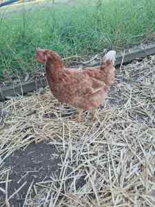 2 yr old Isa Browns for sale