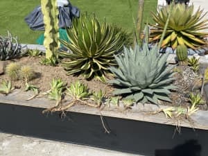 Agave succulents
