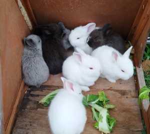 The cute baby Netherlands dwarf rabbits. white, gray and blacks.