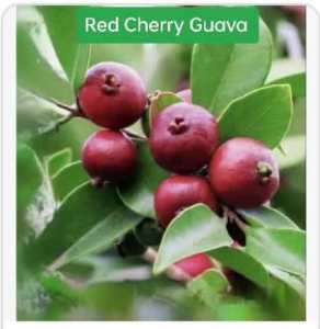 Red Cherry Guava plant