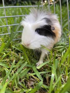 Three baby long hair guinea pigs SOLD PENDING