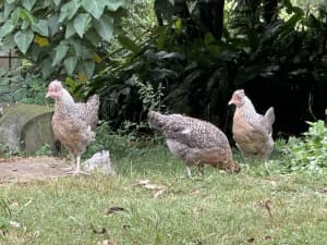 Cream Legbar Pullets (young hens) POL- point of lay.