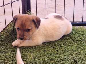 Jack Russell Terrier Pups SOLD