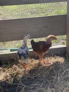 2x young chicks $5