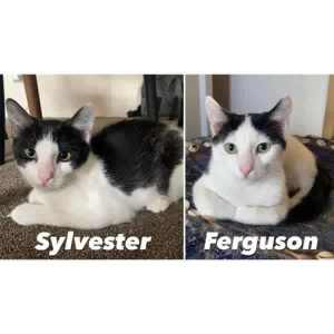 10482/3 : Ferguson/Sylvester- KITTENS for ADOPTION - Vet Work Included