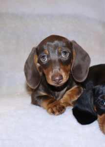*Ready Now* Chocolate and tan female miniature dachshund