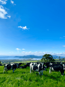 Farm Hand on a Progressive Family-Owned Dairy Farm