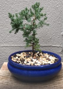 Miniature Juniper Bonsai in a Blue Pot