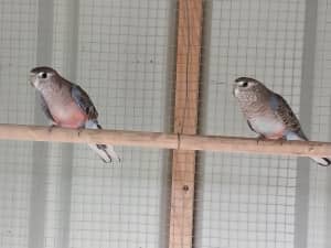 Bourkes Parrots