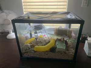 3 Male Mice with cage with all accessories and food