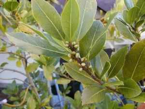 BAY TREE - BAY LAUREL TREES -CHEAPEST IN VICTORIA!