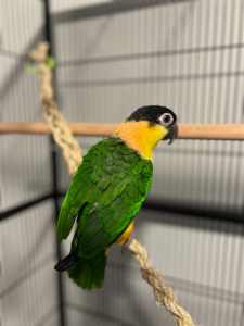 Black Headed Caique for Sale (Hand-raised)