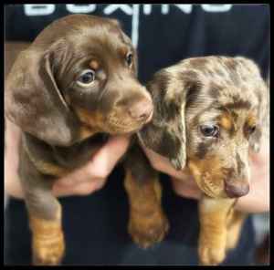 Purebred mini dachshund puppies