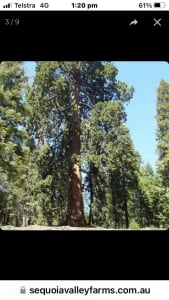 Coastal Redwood Tree Sequoia Sempervirens in Pots