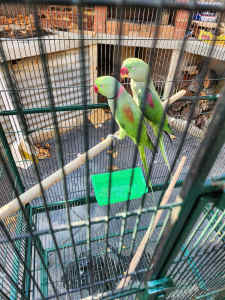 birds, parrots 🦜 