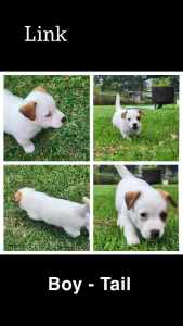 Puppies | Jack Russell Puppies | Rough coat and smooth coat