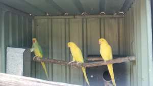 New pics Bonded breeding prs young indian ringnecks prices in descrip