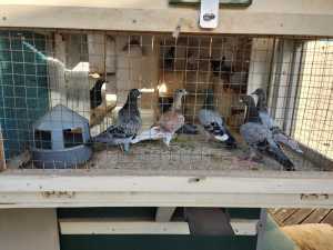 Race pigeons