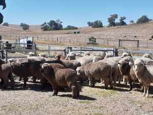 Lambs, Polwarth sheep