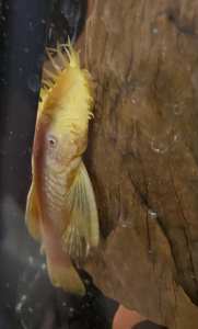 Large male Albino Bristlenose - great colours, only 2 left