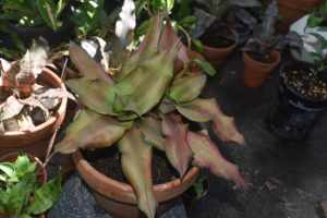 Cryptanthus Spring Song in Larger Terracotta Pot