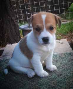 Jack Russell Pups females