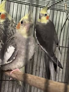 Female baby cockatiels