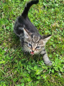 Ragdoll Mixed kitten for sale