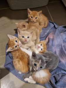 Gorgeous kittens