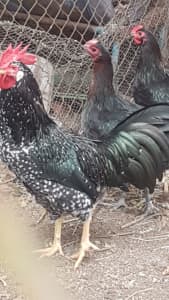Chooks 35 weeks old, roosters 35 weeks, 25 week old hens