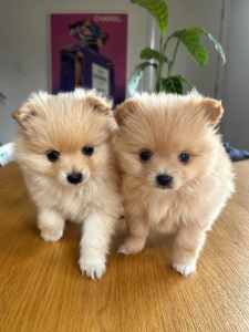 Mini Purebred Pomeranian Puppies