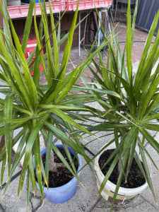 Dracaena reflexa variegated angustifolia