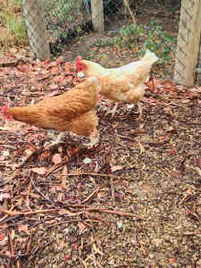 Isa Brown laying hens