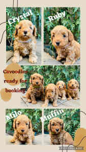 Toy Cavoodle puppies Ready by 14/04/2024
