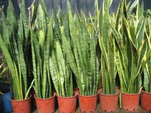 Mother in law tongue plants, buy 10 get 1 free