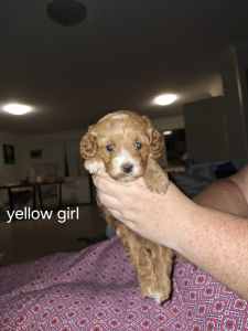 Cavoodle puppies for loving homes. 1 girl left