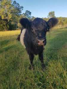 Rosie the Belted Galloway Cow