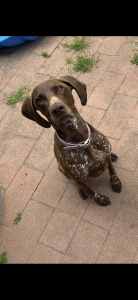 Female GSP Free to a Good Home!