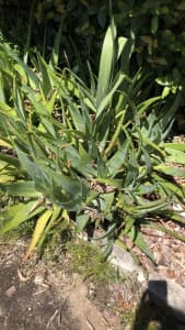 Mature Aloe Vera plants