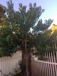 Chinese Tallow Tree- Deciduous $50