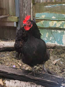 2 Laying Hens, Australorps